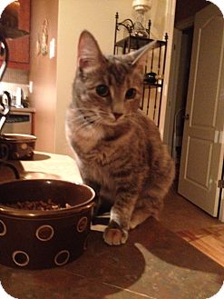 Domestic Shorthair Cat for Sale in Laval, Quebec - Ella Domestic Shorthair Cat for Sale in Laval, Quebec - Ella