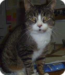 Domestic Shorthair Cat for Sale in Hamburg, New York - Marble Domestic Shorthair Cat for Sale in Hamburg, New York - Marble
