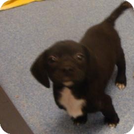 Labrador Retriever Mix Puppy for Sale in Gainesville, Florida - Harry Labrador Retriever Mix Puppy for Sale in Gainesville, Florida - Harry