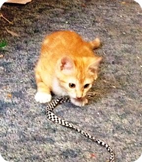 Domestic Shorthair Kitten for Sale in Simi Valley, California - Hugo Domestic Shorthair Kitten for Sale in Simi Valley, California - Hugo