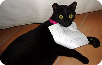 Domestic Mediumhair Cat for Sale in Alexandria, Virginia - PJ Domestic Mediumhair Cat for Sale in Alexandria, Virginia - PJ