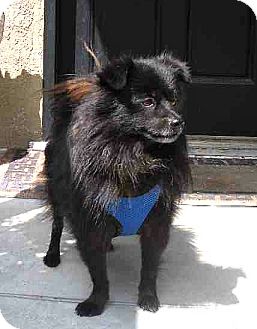 Schipperke Mix Dog for Sale in Temecula, California - Tanner Schipperke Mix Dog for Sale in Temecula, California - Tanner