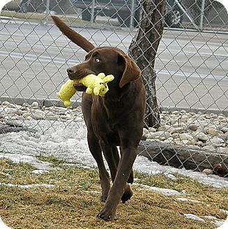 Labrador Retriever Mix Dog for Sale in Meridian, Idaho - Salem Labrador Retriever Mix Dog for Sale in Meridian, Idaho - Salem