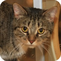 Domestic Shorthair Cat for Sale in Albany, New York - Brittany Domestic Shorthair Cat for Sale in Albany, New York - Brittany