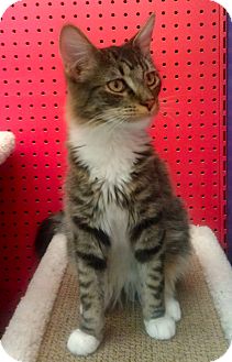 Domestic Mediumhair Cat for Sale in Phoenix, Arizona - Dirk Domestic Mediumhair Cat for Sale in Phoenix, Arizona - Dirk