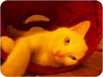 Domestic Shorthair Cat for Sale in douglaston, New York - THEO Domestic Shorthair Cat for Sale in douglaston, New York - THEO