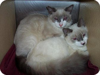 Domestic Shorthair Cat for Sale in Albany, New York - Ruben and Widget Domestic Shorthair Cat for Sale in Albany, New York - Ruben and Widget