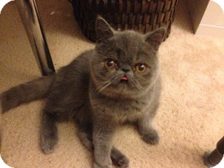 Exotic Kitten for Sale in Beverly Hills, California - Baloo Exotic Kitten for Sale in Beverly Hills, California - Baloo