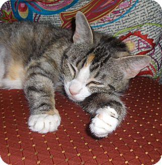Domestic Shorthair Cat for Sale in Richmond, Virginia - Zena Domestic Shorthair Cat for Sale in Richmond, Virginia - Zena