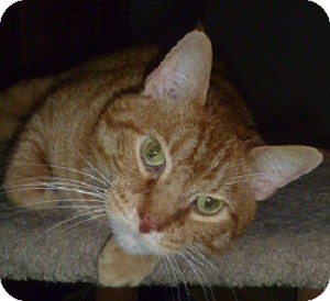 Domestic Shorthair Cat for Sale in Hamburg, New York - Evander Domestic Shorthair Cat for Sale in Hamburg, New York - Evander