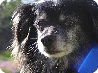 Chihuahua/Dachshund Mix Dog for Sale in San Diego, California - Peppy Chihuahua/Dachshund Mix Dog for Sale in San Diego, California - Peppy