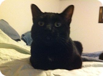 Domestic Shorthair Cat for Sale in Chicago, Illinois - Randy Domestic Shorthair Cat for Sale in Chicago, Illinois - Randy