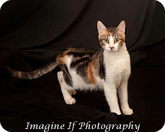 Domestic Shorthair Cat for Sale in Edmond, Oklahoma - Snapdragon Domestic Shorthair Cat for Sale in Edmond, Oklahoma - Snapdragon