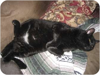 Domestic Shorthair Cat for Sale in Portland, Maine - Salvatore Domestic Shorthair Cat for Sale in Portland, Maine - Salvatore