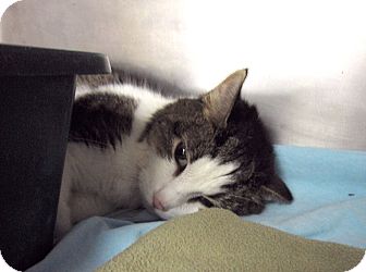 Domestic Shorthair Cat for Sale in Chicago, Illinois - Opala Domestic Shorthair Cat for Sale in Chicago, Illinois - Opala
