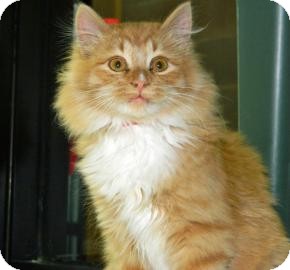 Domestic Longhair Cat for Sale in Cheyenne, Wyoming - Pumpkin Domestic Longhair Cat for Sale in Cheyenne, Wyoming - Pumpkin