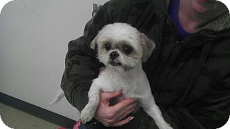 Shih Tzu Dog for Sale in Manassas, Virginia - Stanley Shih Tzu Dog for Sale in Manassas, Virginia - Stanley