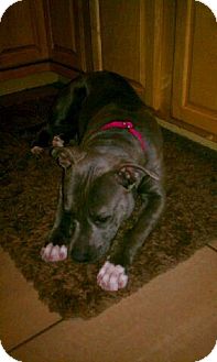 American Pit Bull Terrier/Labrador Retriever Mix Dog for Sale in San Diego, California - Tinker-Bell American Pit Bull Terrier/Labrador Retriever Mix Dog for Sale in San Diego, California - Tinker-Bell