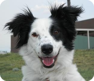 Border Collie Mix Dog for Sale in Cheyenne, Wyoming - Ms. America Border Collie Mix Dog for Sale in Cheyenne, Wyoming - Ms. America