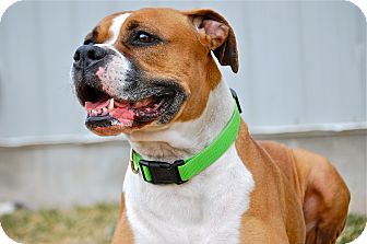 Boxer Mix Dog for Sale in Meridian, Idaho - Roxie Boxer Mix Dog for Sale in Meridian, Idaho - Roxie