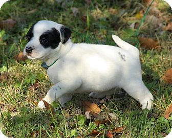 Boxer/Dalmatian Mix Puppy for Sale in Plainfield, Connecticut - Annabell Boxer/Dalmatian Mix Puppy for Sale in Plainfield, Connecticut - Annabell
