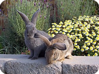 Flemish Giant Mix for Sale in Bonita, California - Tucker Flemish Giant Mix for Sale in Bonita, California - Tucker
