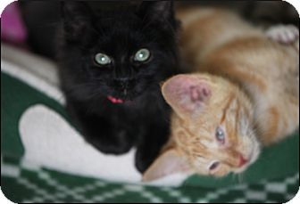 Domestic Shorthair Kitten for Sale in Colville, Washington - Sotive Domestic Shorthair Kitten for Sale in Colville, Washington - Sotive