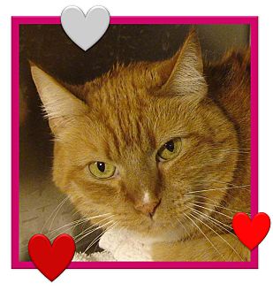 Domestic Shorthair Cat for Sale in El Cajon, California - Toby Domestic Shorthair Cat for Sale in El Cajon, California - Toby