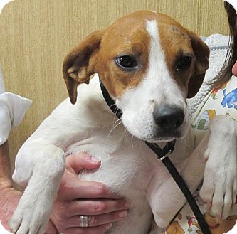 Terrier (Unknown Type, Medium)/Beagle Mix Dog for Sale in Brattleboro, Vermont - Grace Terrier (Unknown Type, Medium)/Beagle Mix Dog for Sale in Brattleboro, Vermont - Grace
