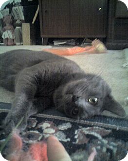 Russian Blue Cat for Sale in Laguna Woods, California - Bernard Russian Blue Cat for Sale in Laguna Woods, California - Bernard