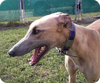 Greyhound Dog for Sale in Longwood, Florida - Boc's Gretel Greyhound Dog for Sale in Longwood, Florida - Boc's Gretel