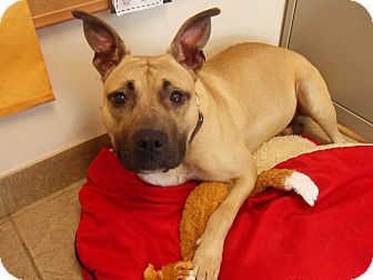 American Pit Bull Terrier Mix Dog for Sale in Kettering, Ohio - Lego American Pit Bull Terrier Mix Dog for Sale in Kettering, Ohio - Lego