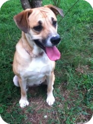 Labrador Retriever Mix Dog for Sale in Newtown, Connecticut - Wrinkles Labrador Retriever Mix Dog for Sale in Newtown, Connecticut - Wrinkles