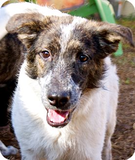 Blue Heeler Mix Dog for Sale in Houston, Texas - Spuds Blue Heeler Mix Dog for Sale in Houston, Texas - Spuds