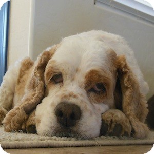 Cocker Spaniel Dog for Sale in Phoenix, Arizona - Millie Cocker Spaniel Dog for Sale in Phoenix, Arizona - Millie