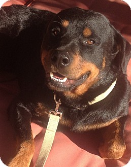 Rottweiler Dog for Sale in Gilbert, Arizona - Vegas Rottweiler Dog for Sale in Gilbert, Arizona - Vegas