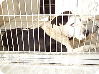 Pit Bull Terrier Mix Dog for Sale in San Diego, California - Moose URGENT Pit Bull Terrier Mix Dog for Sale in San Diego, California - Moose URGENT