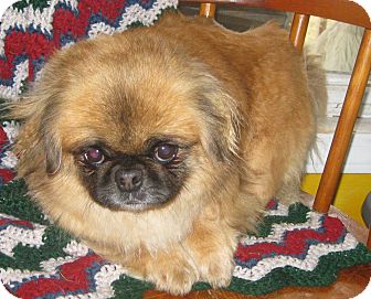 Pekingese Dog for Sale in Prole, Iowa - Beth Pekingese Dog for Sale in Prole, Iowa - Beth
