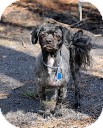 Shih Tzu Mix Dog for Sale in Tinton Falls, New Jersey - ChaCHa Shih Tzu Mix Dog for Sale in Tinton Falls, New Jersey - ChaCHa