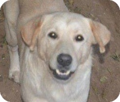 Labrador Retriever Mix Dog for Sale in San Diego, California - Palomo Labrador Retriever Mix Dog for Sale in San Diego, California - Palomo