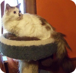 Ragdoll Cat for Sale in Ennis, Texas - Sammael (Sam) Ragdoll Cat for Sale in Ennis, Texas - Sammael (Sam)