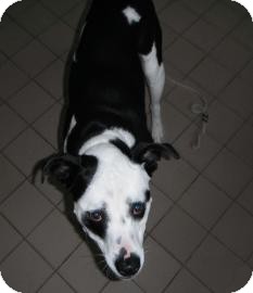 Boxer Mix Dog for Sale in Jackson, Michigan - Jeremiah Boxer Mix Dog for Sale in Jackson, Michigan - Jeremiah