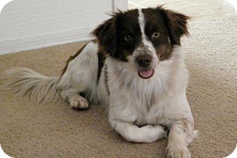 Welsh Corgi/English Springer Spaniel Mix Dog for Sale in Scottsdale, Arizona - Cookie Girl Welsh Corgi/English Springer Spaniel Mix Dog for Sale in Scottsdale, Arizona - Cookie Girl