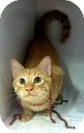 Domestic Shorthair Cat for Sale in Red Bluff, California - Fallon Domestic Shorthair Cat for Sale in Red Bluff, California - Fallon