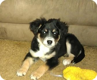 Border Collie/Labrador Retriever Mix Puppy for Sale in Bedminster, New Jersey - Raven Border Collie/Labrador Retriever Mix Puppy for Sale in Bedminster, New Jersey - Raven