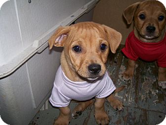 Dachshund/Chihuahua Mix Puppy for Sale in Bedford, Virginia - Little Girl Dachshund/Chihuahua Mix Puppy for Sale in Bedford, Virginia - Little Girl