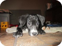 Great Dane Mix Puppy for Sale in La Mirada, California - Champ Great Dane Mix Puppy for Sale in La Mirada, California - Champ