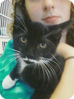 Domestic Shorthair Kitten for Sale in Riverhead, New York - Costello Domestic Shorthair Kitten for Sale in Riverhead, New York - Costello