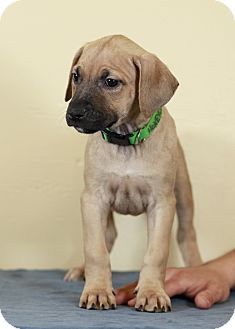 Retriever (Unknown Type)/Catahoula Leopard Dog Mix Puppy for Sale in Westminster, Colorado - Honeydew Retriever (Unknown Type)/Catahoula Leopard Dog Mix Puppy for Sale in Westminster, Colorado - Honeydew