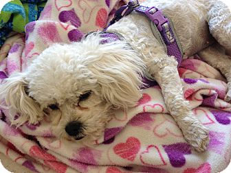 Poodle (Toy or Tea Cup)/Maltese Mix Dog for Sale in Brea, California - Daisy Poodle (Toy or Tea Cup)/Maltese Mix Dog for Sale in Brea, California - Daisy